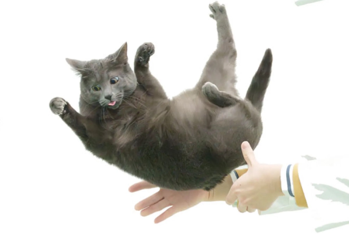 Chat tombant et se tordant pour atterrir sur ses pieds (avec un humain à proximité pour l'attraper)